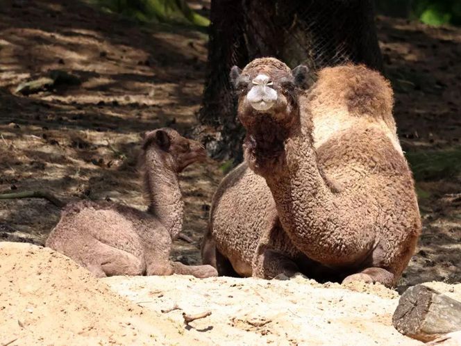 Wielbłąd jednogarbny