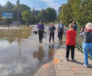 Stabłowice. Tak ratowali gołębie z działek