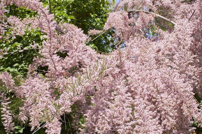 Tamaryszek francuski