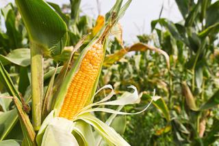 Uprawa kukurydzy w ogrodzie - kukurydza w przydomowym ogrodzie warzywnym