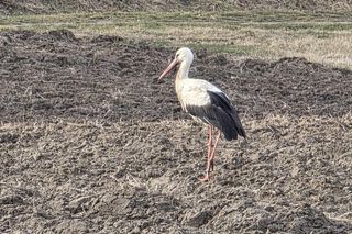 Pierwsze bociany już w Polsce