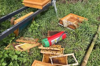 Zniszczył pasiekę w pałacowym ogrodzie. Trzy rodziny pszczół zginęły