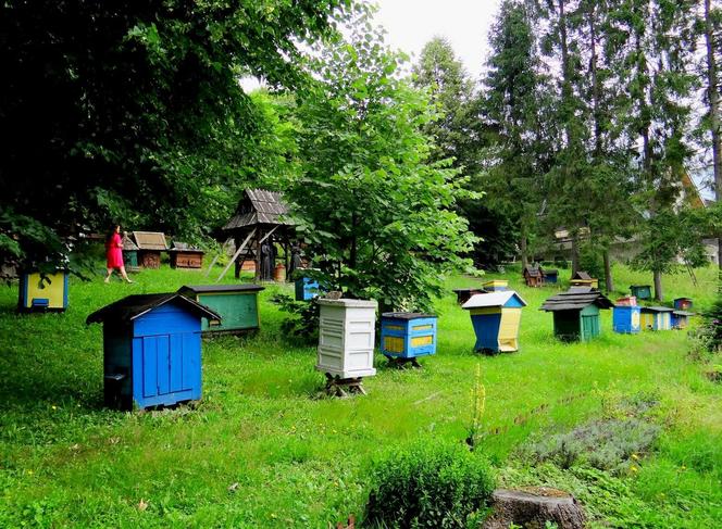 Kamianna. Zapomniana małopolska wieś to światowe centrum apiterapii 