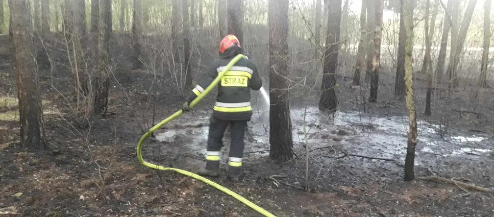 Pożar lasu w Szczecinie Dąbiu