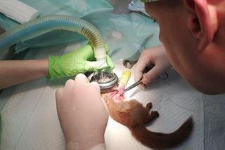 Wielka operacja mikropacjenta