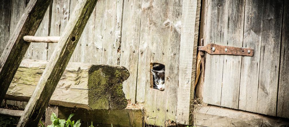 Stodoła pełna... MARIHUANY! 24-latek miał tam fabrykę