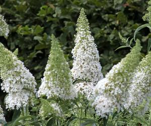 Budleja Dawida (Buddleja davidii) 