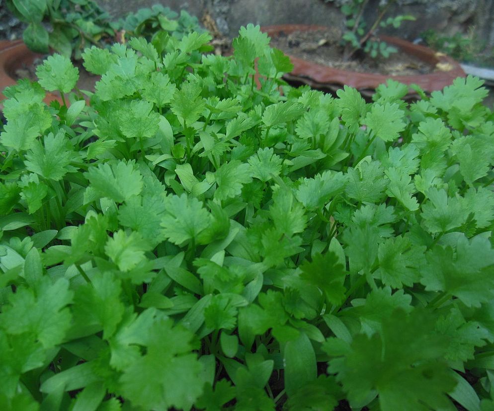 KOLENDRA - właściwości i zastosowanie. Przepisy na dania z kolendrą