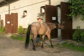 Daniel Olbrychski stracił prawo jazdy, ale nadal jeździ! Teraz na koniu