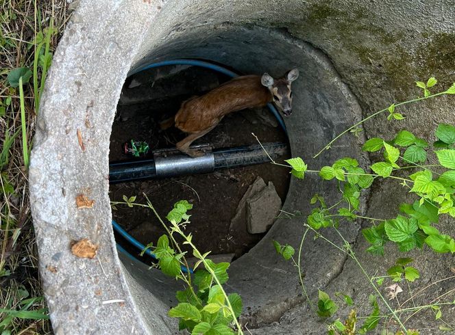 Druhowie z Iwonicza uratowali sarenkę. 