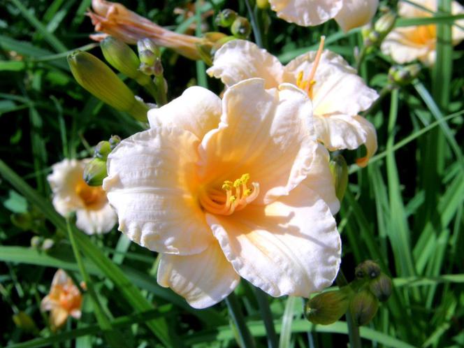 Liliowiec 'Pixie Parasol' 