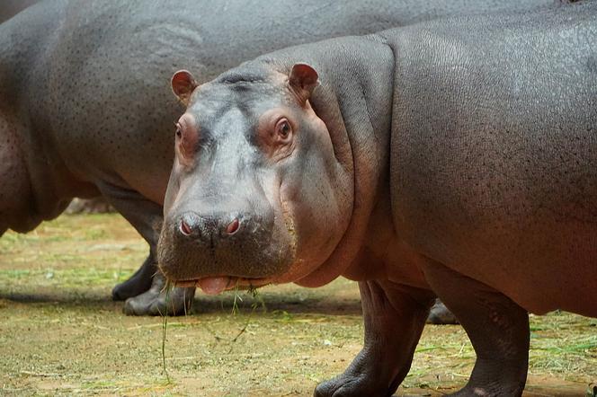 Zoo Wrocław: Hipopotam nilowy