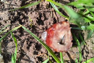 Kiełbasa z pinezkami na kieleckich Ślichowicach!