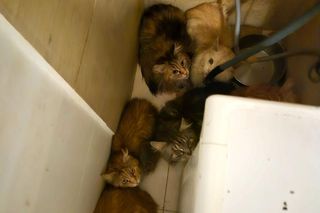 Pseudohodowla kotów w centrum Szczecina