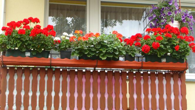 Najpiękniejsze balkony w Starachowicach