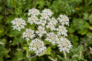 Barszcz Sosnowskiego