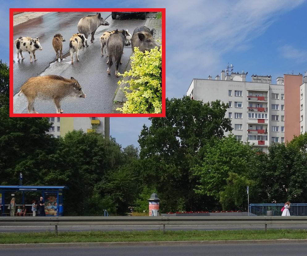 Dziki-dalmateńczyki grasują po Krakowie