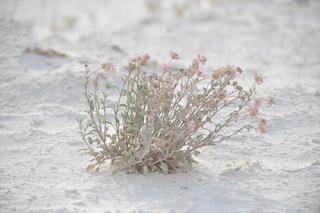 Ziemia zasolona