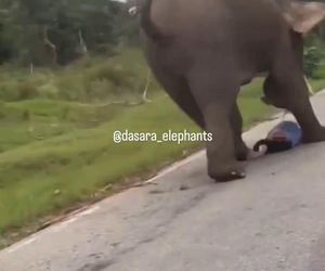Turysta chciał selfie ze słoniem. Gorzko tego pożałował