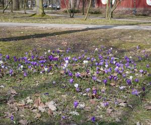 Wiosna na Polu Mokotowskim
