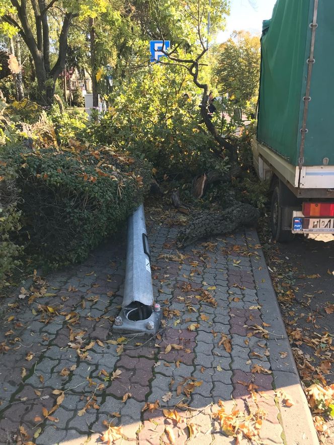 Dąb szypułkowy będący hrubieszowskim pomnikiem przyrody runął na ziemię