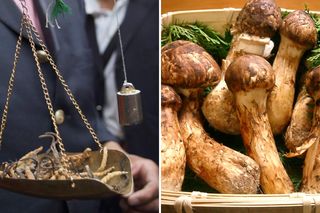 To najdroższe grzyby świata. Niektóre z nich rosną w Polsce 
