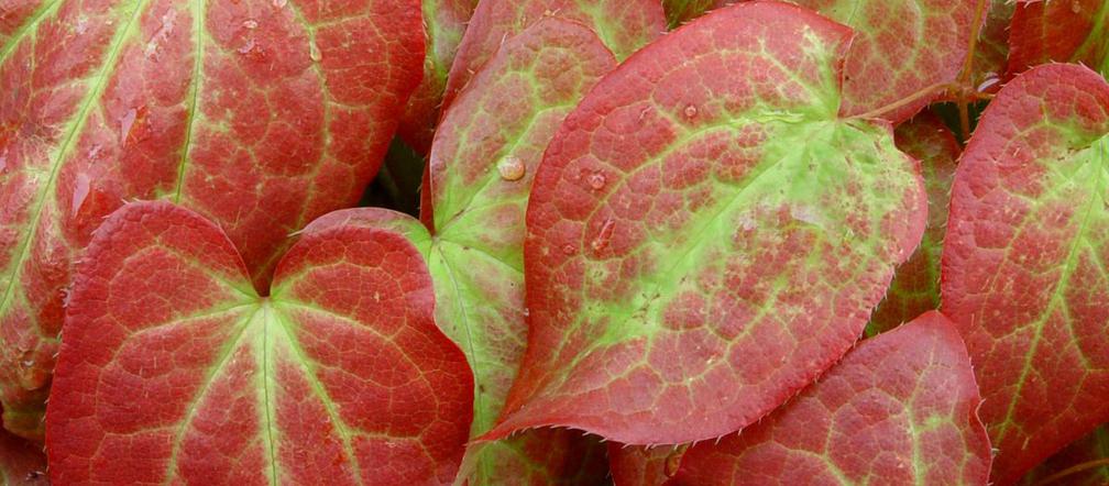 Epimedium wielkokwiatowe