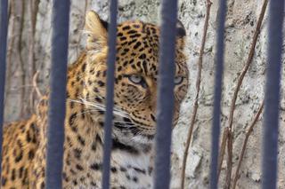 W krakowskim zoo szykuje się wielka przeprowadzka! Ogród likwiduje boksy z kratami [AUDIO, WIDEO]