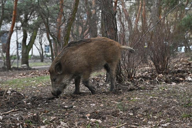  Obława na dziki w Legionowie. Komendant straży miejskiej apeluje: "Nie dokarmiajmy!"