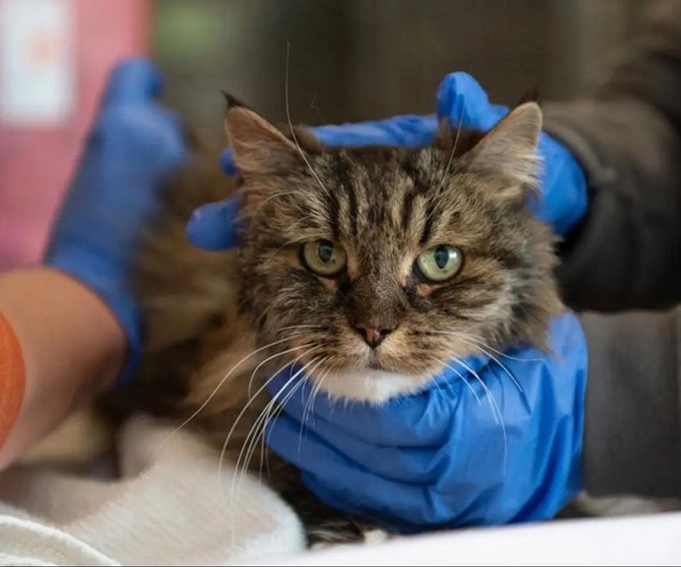 Turyści runęli w przepaść z kotem! Przeżył tylko on.