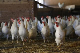 Chromakowo. 420 tys. ptaków zostanie zabitych! Zagrożony ptasią grypą powiat sierpecki