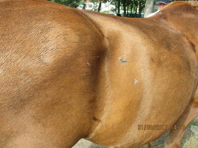 Koń ciągnący dorożkę był w fatalnym stanie
