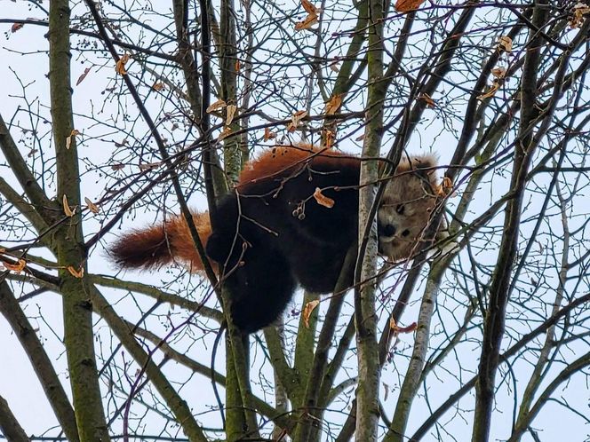 Panda, która uciekła z poznańskiego ZOO