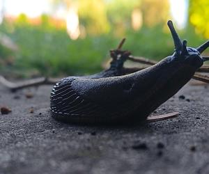 Zarabiają na walce ze ślimakami. Tegoroczna plaga zmusza do nietypowych rozwiązań 