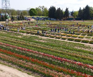 Święto Tulipanów 2025