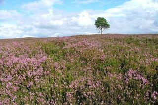 Wrzosowiska - kiedy je odwiedzić? Gdzie są w Polsce? Trwa sezon na wrzos!
