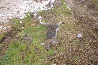 Kangurzyca Stefania nie żyje