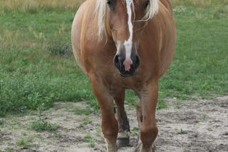 Blondynka zmiażdżyła jądro rolnikowi. Grozi mu amputacja!