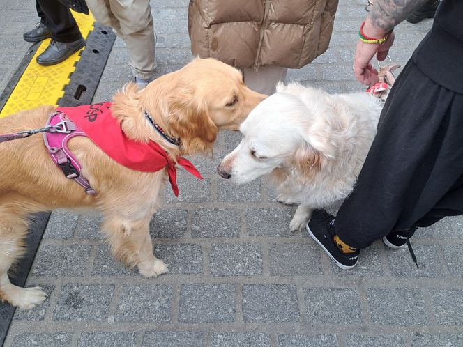 33. Finał WOŚP z grupą krakowskich Golden Retrieverów