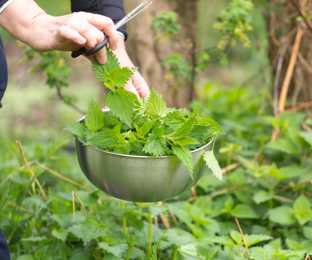 Nic ci nie będzie, to nawet zdrowo. Sprawdzamy, czy oparzenie pokrzywą działa leczniczo