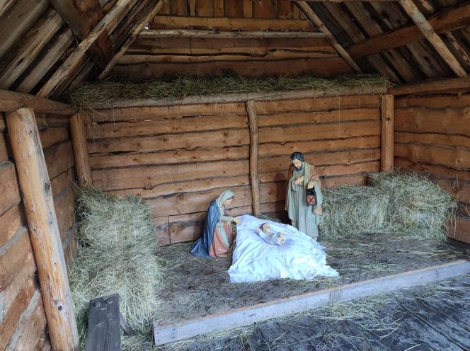 Żywa szopka przy klasztorze bernardynów w Tarnowie. Osiołek i alpaki ściągają tłumy