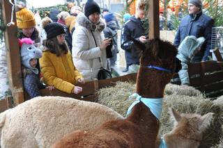Jarmark Bożonarodzeniowy na Placu Artystów i ulicy Sienkiewicza w Kielcach