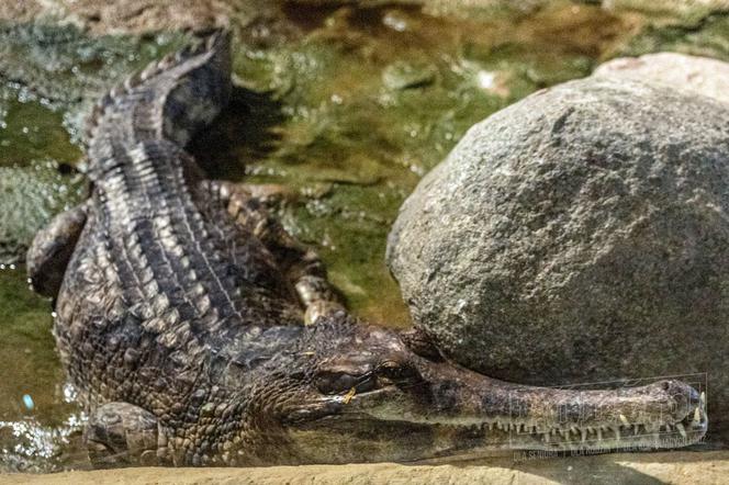Te olbrzymy właśnie przyjechały do łódzkiego Orientarium. Robią wrażenie!