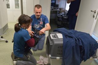 Naukowcy z Wrocławia zrobią protezę dzioba Joanny