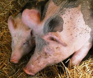 Ognisko ASF w miejscowości Ujazd w Wielkopolsce! Zagrożonych jest blisko dwa tysiące świń!