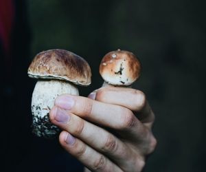 Gdzie na grzyby w woj. lubelskim? Te miejsca poleca sztuczna inteligencja 