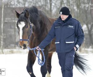 Policjanci walczą o emeryturę dla... konia. Blue Baker przez 12 lat służył w konnym oddziale policji 