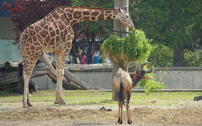 Zoo Wrocław: Żyrafy siatkowane