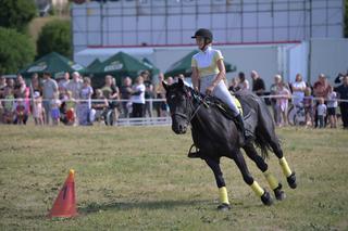 Powożenie końmi zimnokrwistymi w Grudziądzu