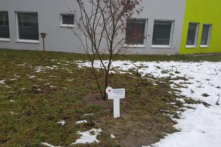 Drzewa dla sosnowieckiego hospicjum